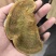 云南桑黄