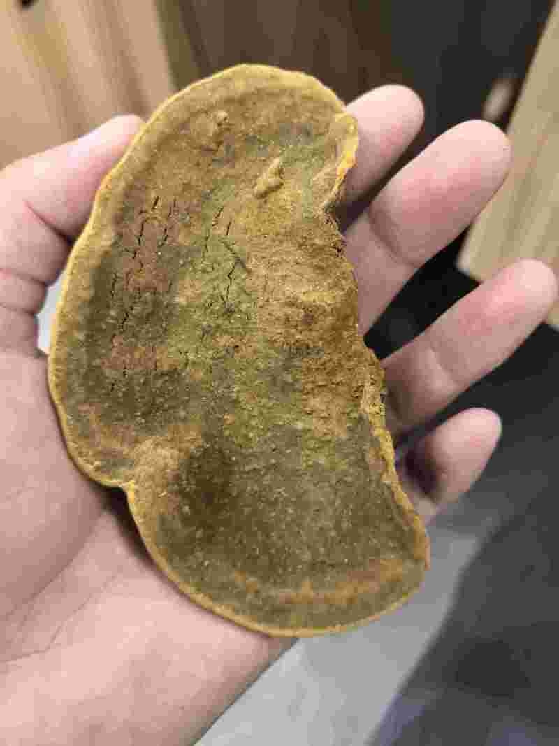 云南桑黄