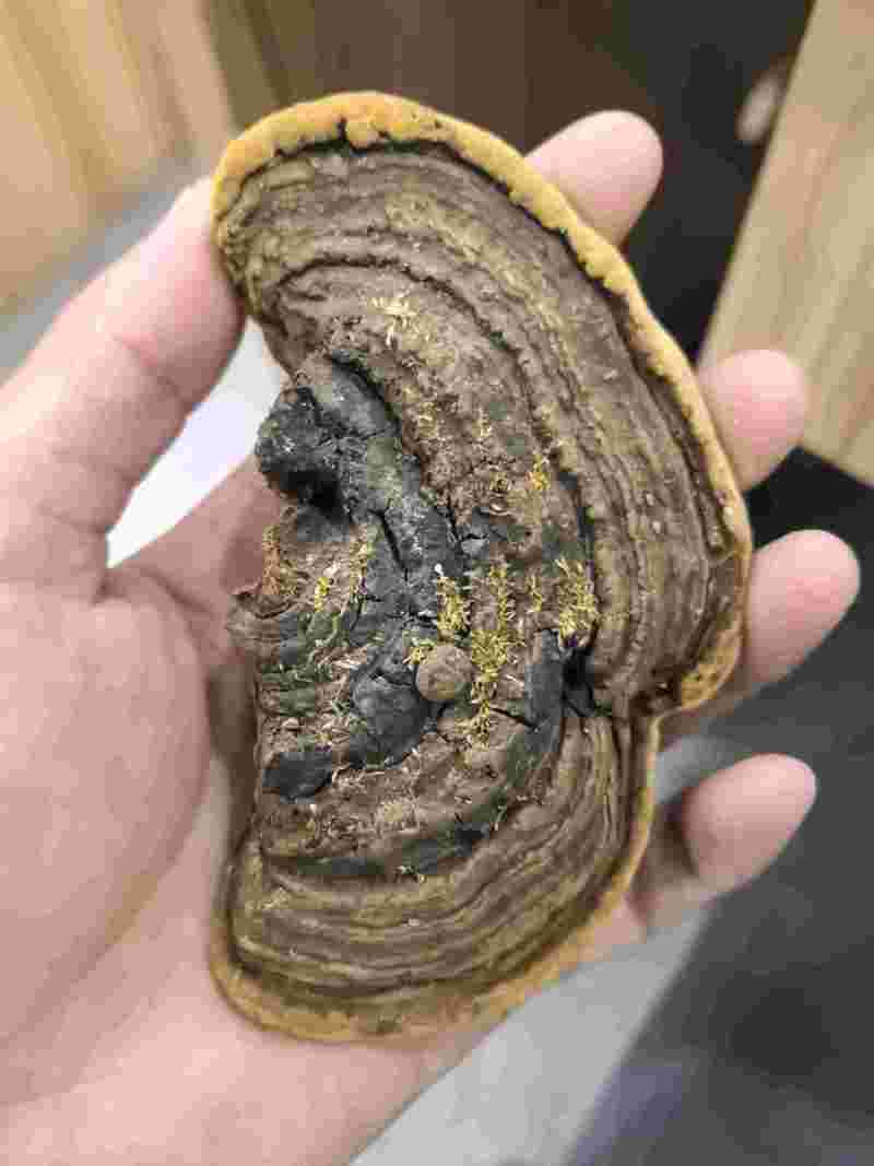云南桑黄