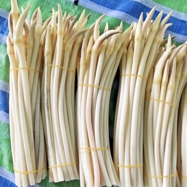 洪湖藕带