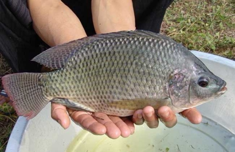 罗非鱼