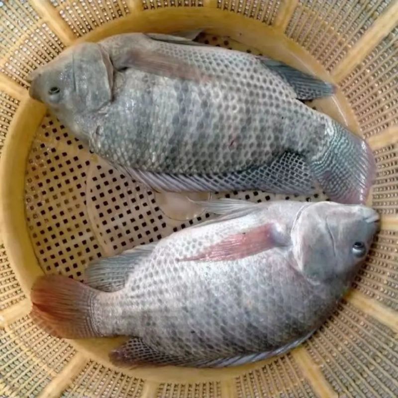 罗非鱼