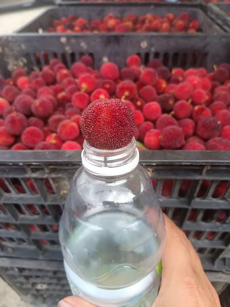 贵州杨梅市场果加工果