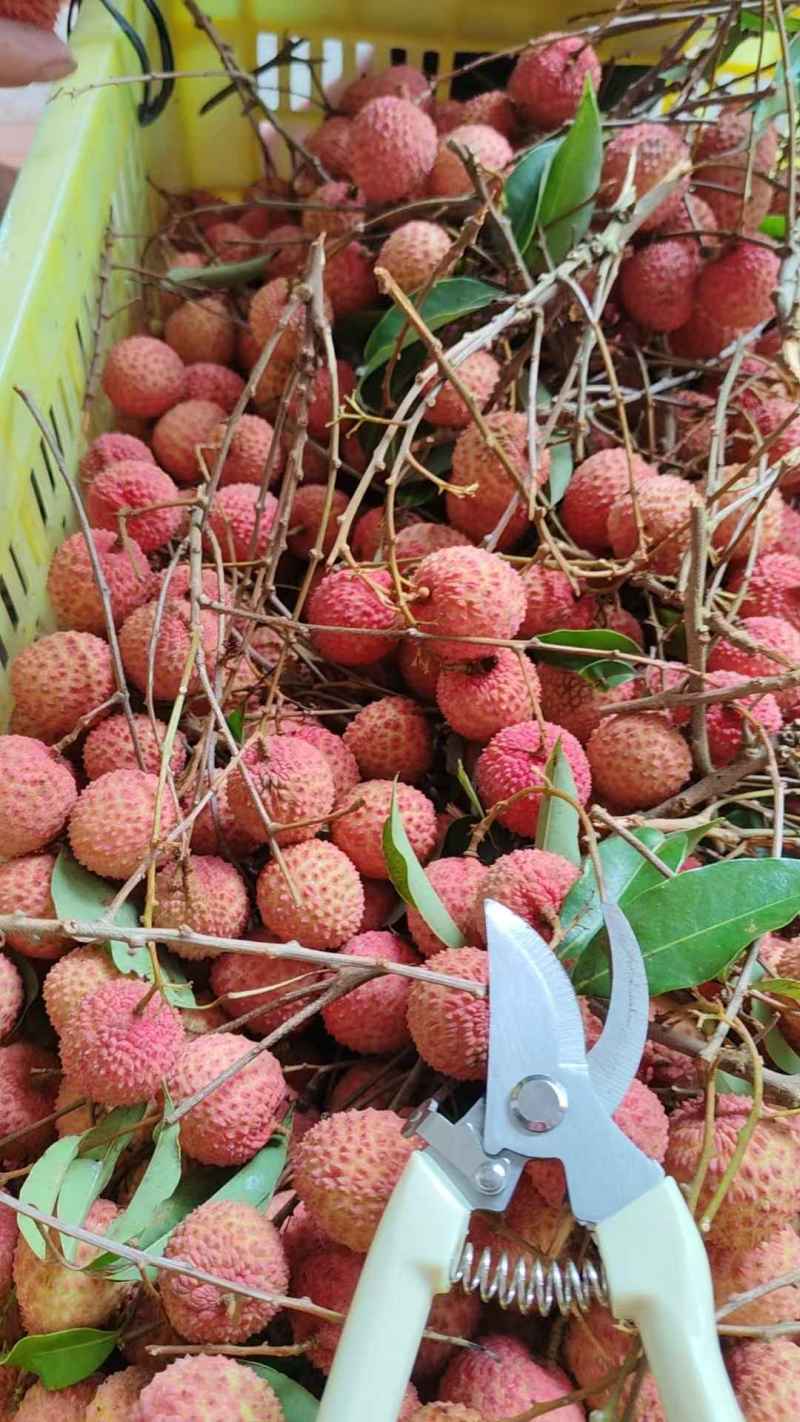 荔枝