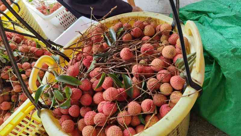 荔枝