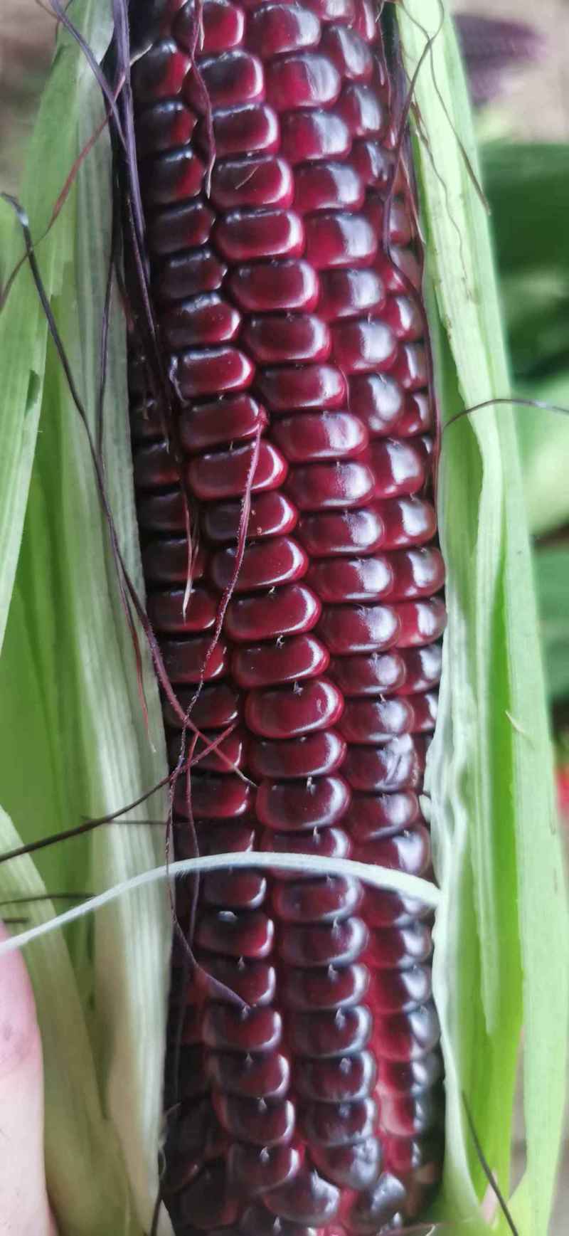 香甜糯精品鲜玉米
