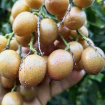 贵妃黄皮果
