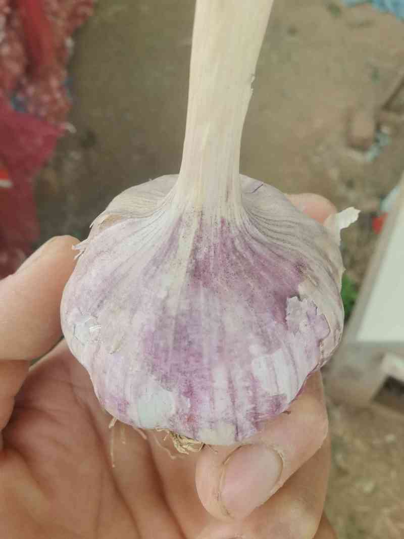 大青棵大蒜