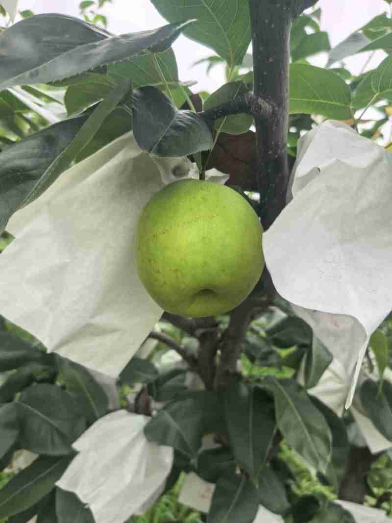 翠冠梨