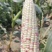 花糯676一点红