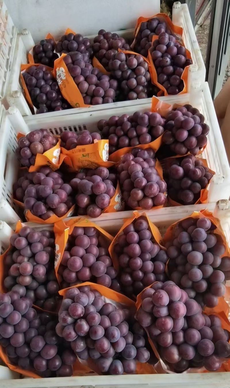 乒乓球葡萄藤仁葡萄藤稔葡萄大球葡萄