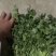 香菜