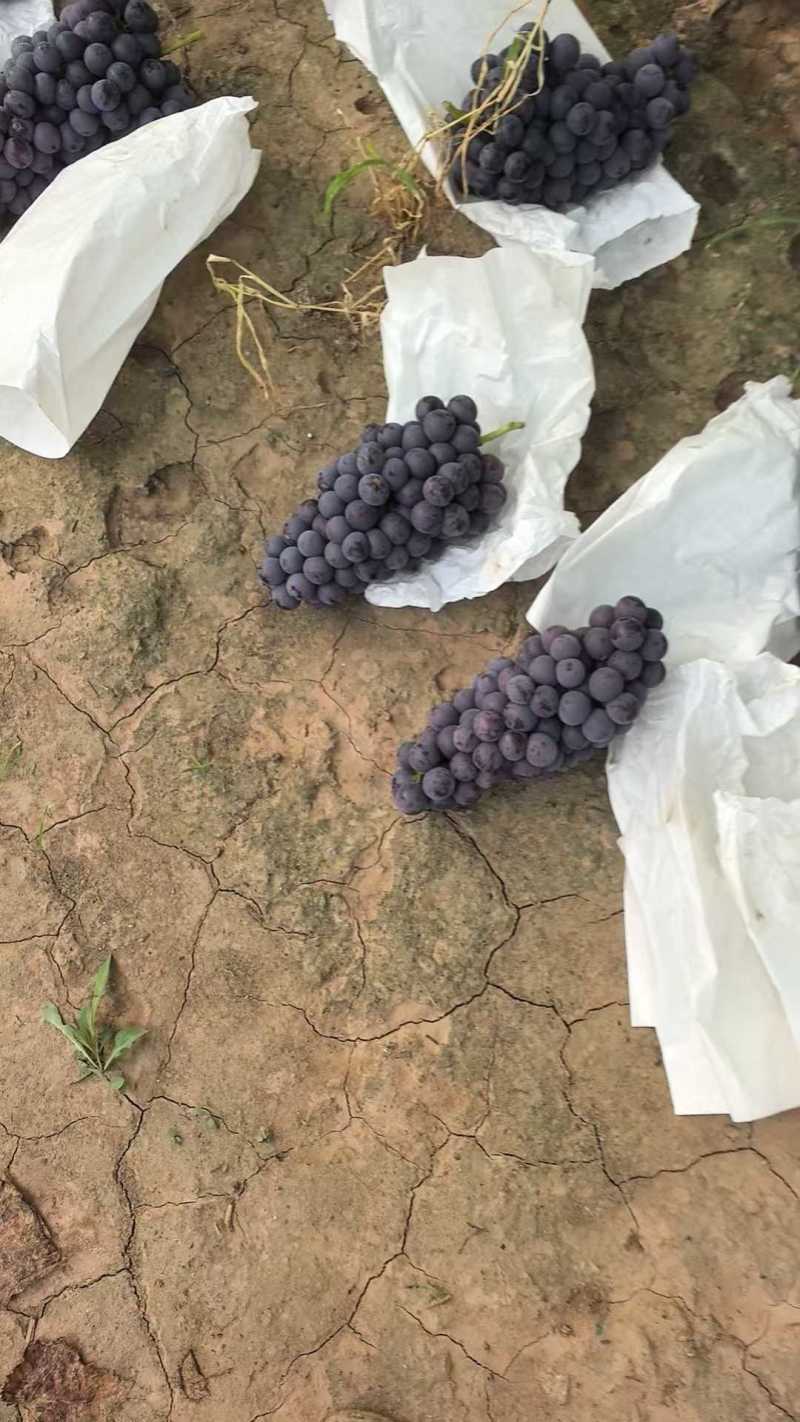 夏黑葡萄