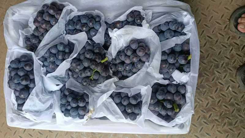 夏黑葡萄