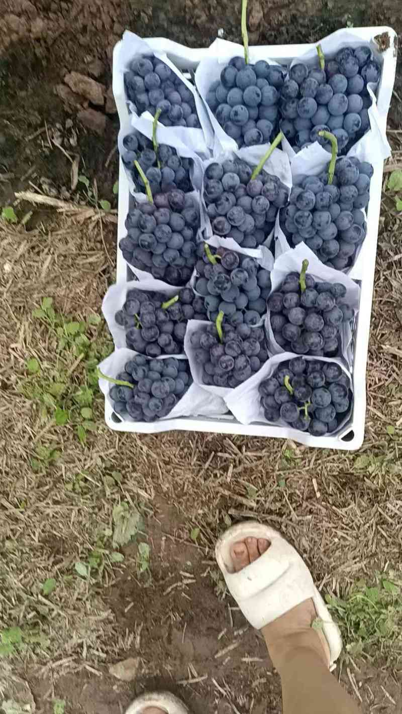 夏黑葡萄