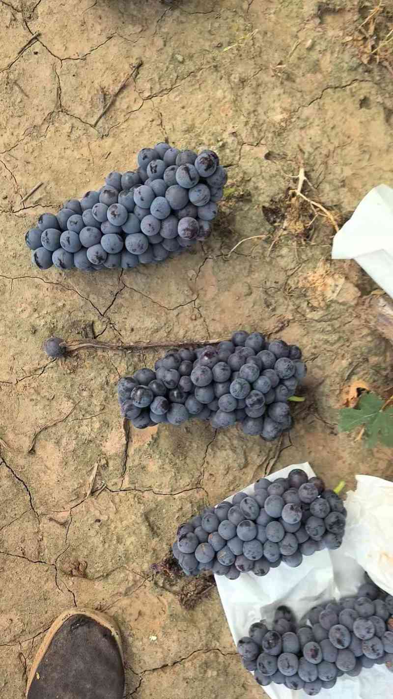 夏黑葡萄
