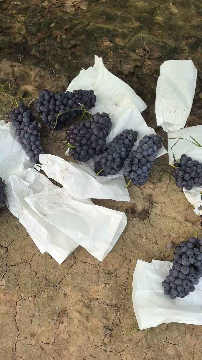 夏黑葡萄