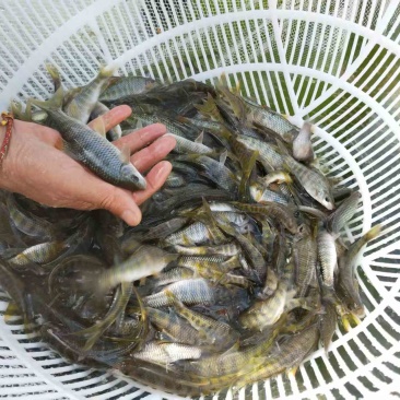 溪石斑光唇鱼