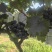 宝鸡巨峰葡萄