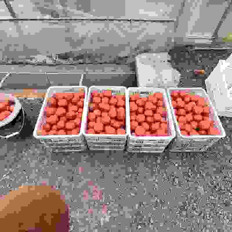 硬粉西红柿
