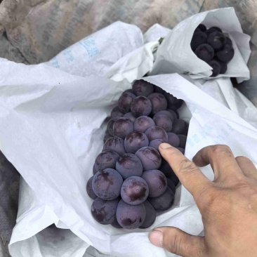 巨峰葡萄