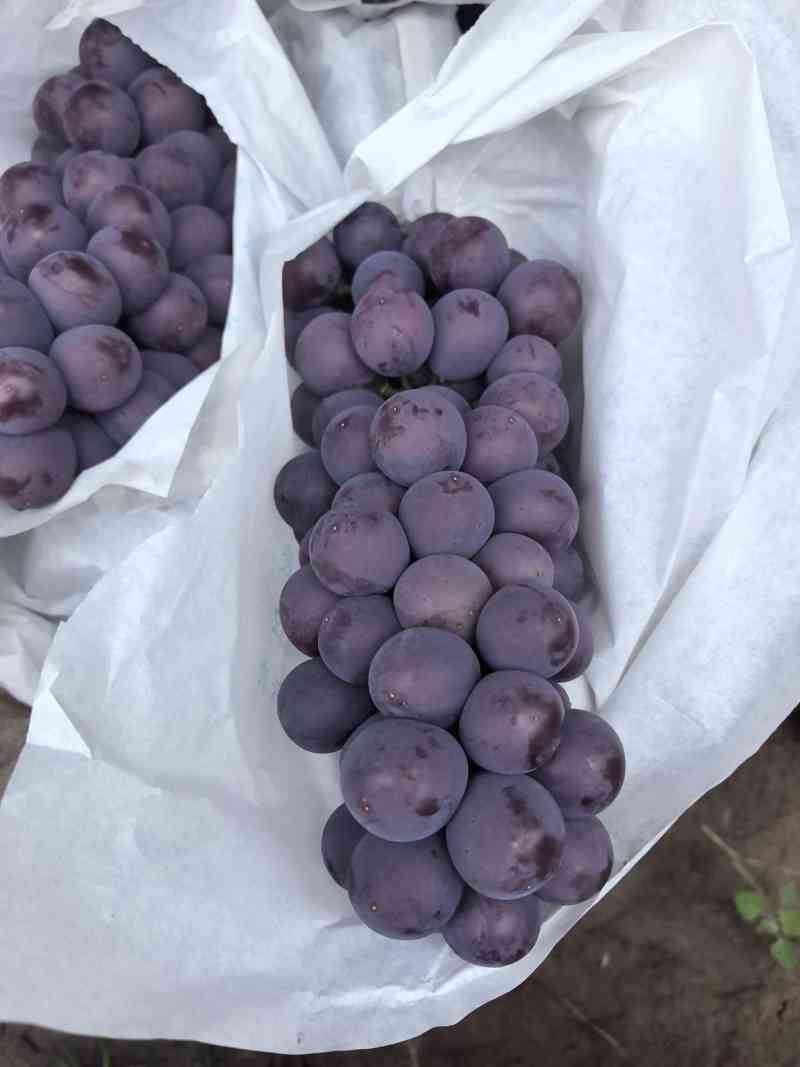 巨峰葡萄