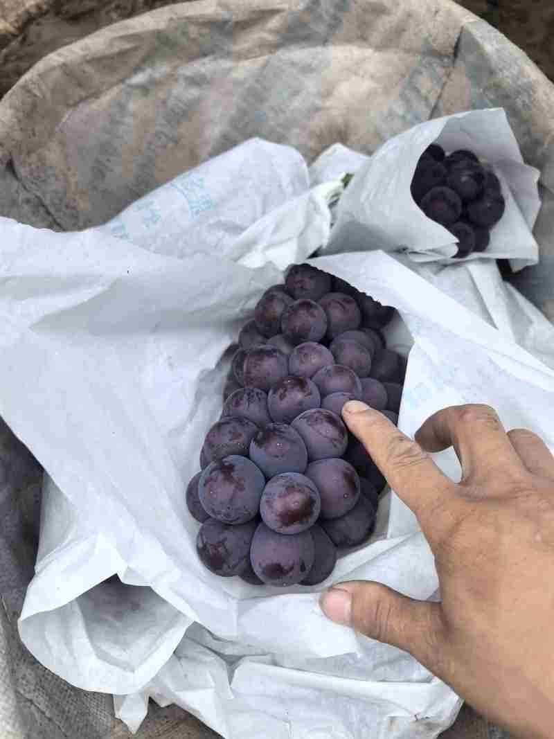 巨峰葡萄