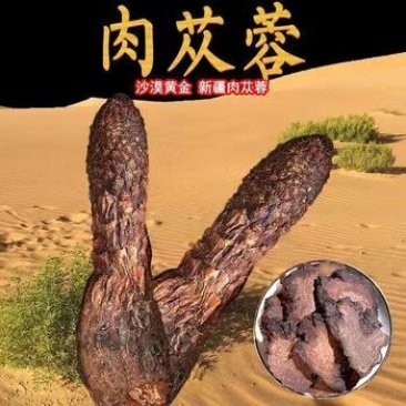 阿拉善肉苁蓉