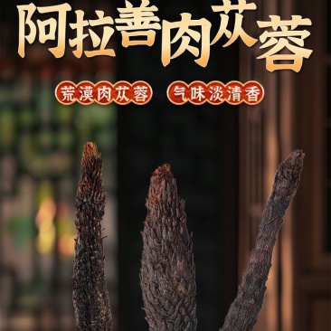 内蒙古阿拉善肉苁蓉