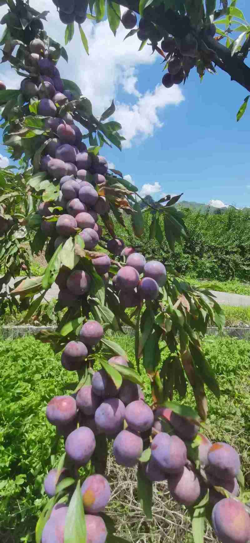 珍珠李子现摘现发品质保证支持视频看货诚信经营