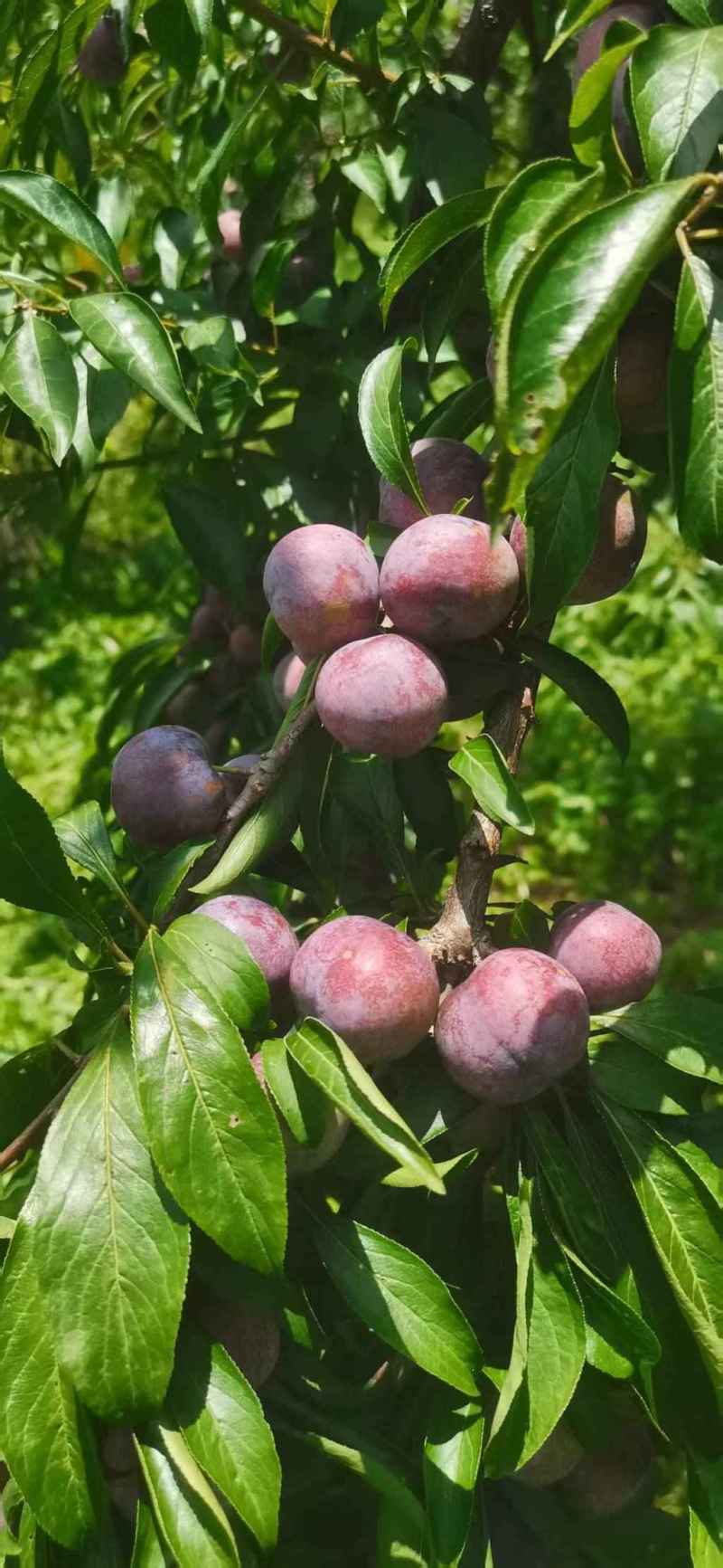 珍珠李子现摘现发品质保证支持视频看货诚信经营