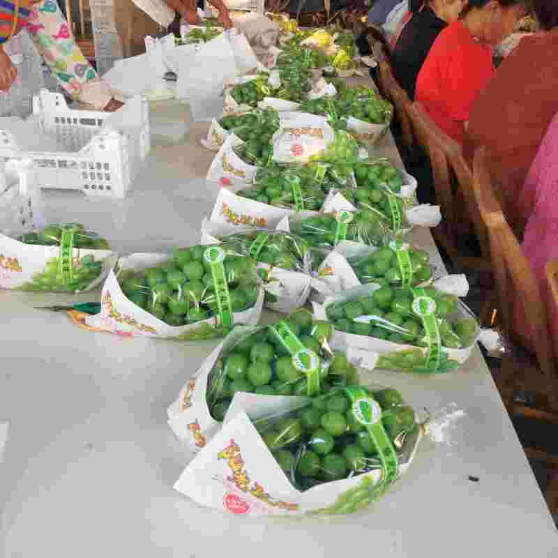 阳光玫瑰葡萄