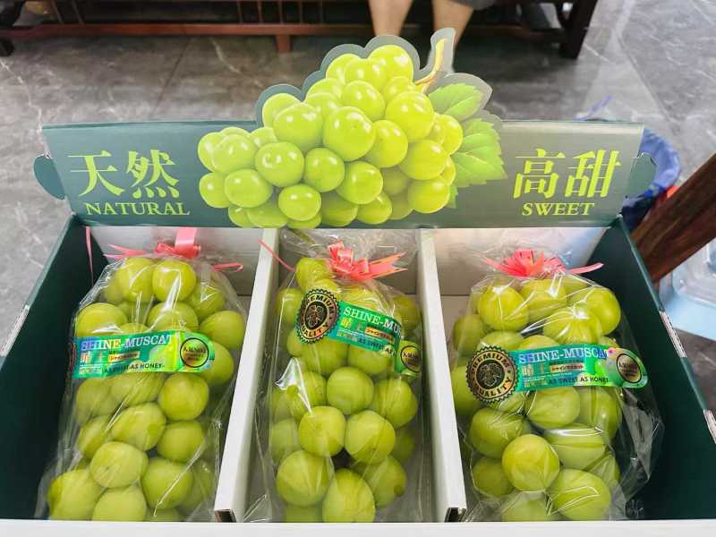 嘉兴阳光玫瑰