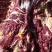 四川高原牛肉