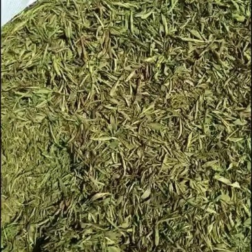 甜叶菊叶