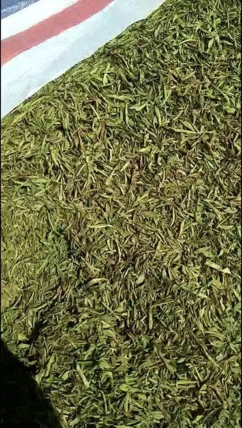 甜叶菊叶