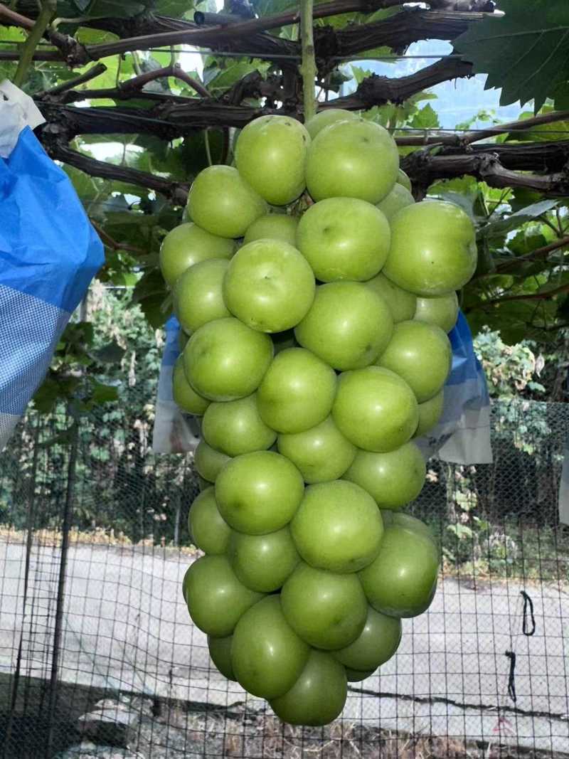 阳光玫瑰葡萄