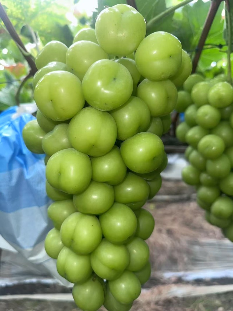 阳光玫瑰葡萄