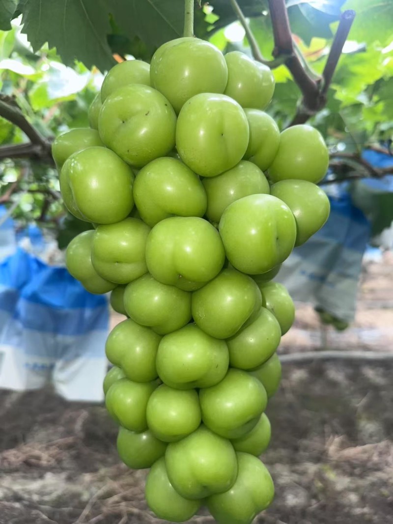 阳光玫瑰葡萄
