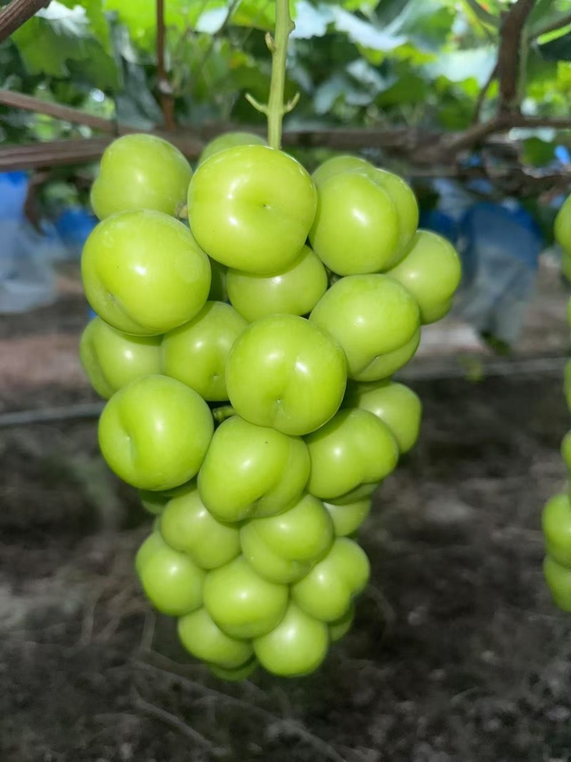阳光玫瑰葡萄