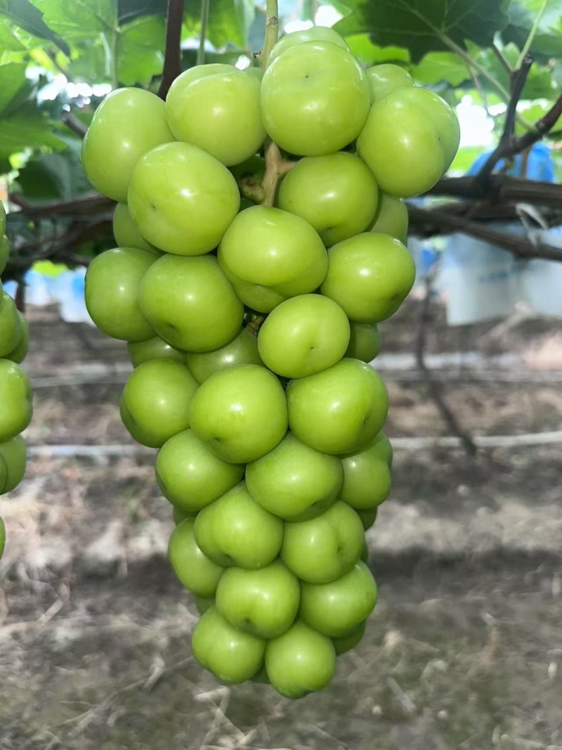 阳光玫瑰葡萄