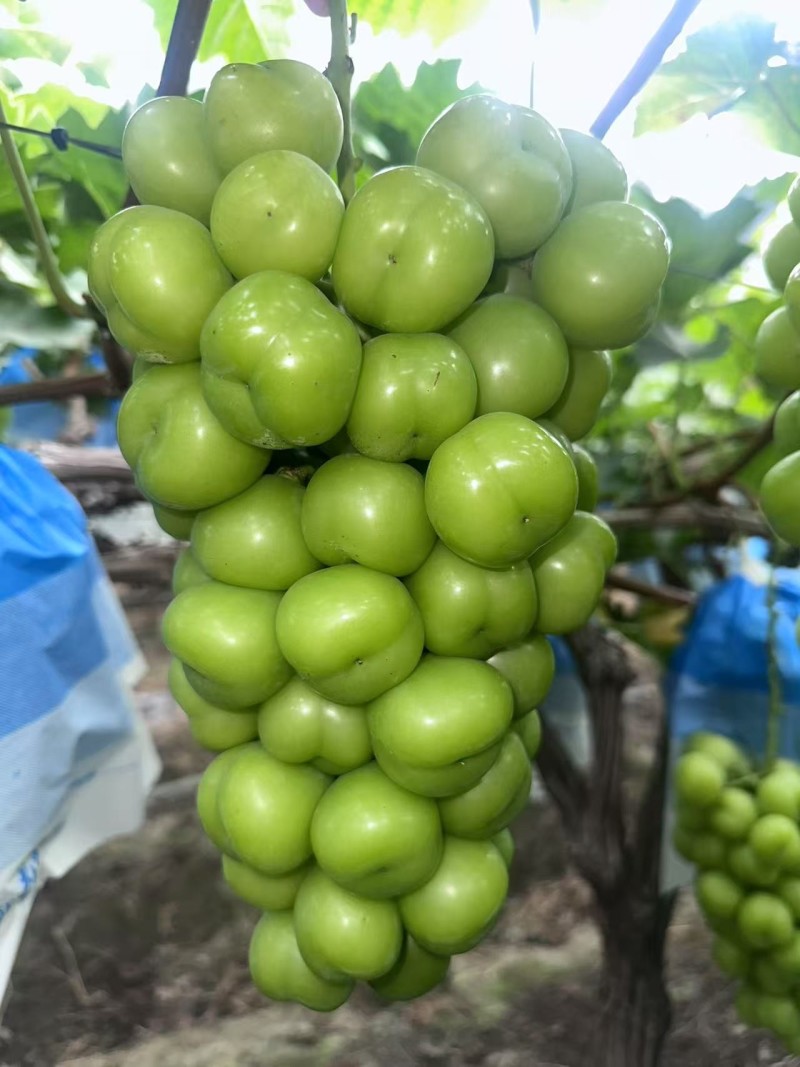 阳光玫瑰葡萄