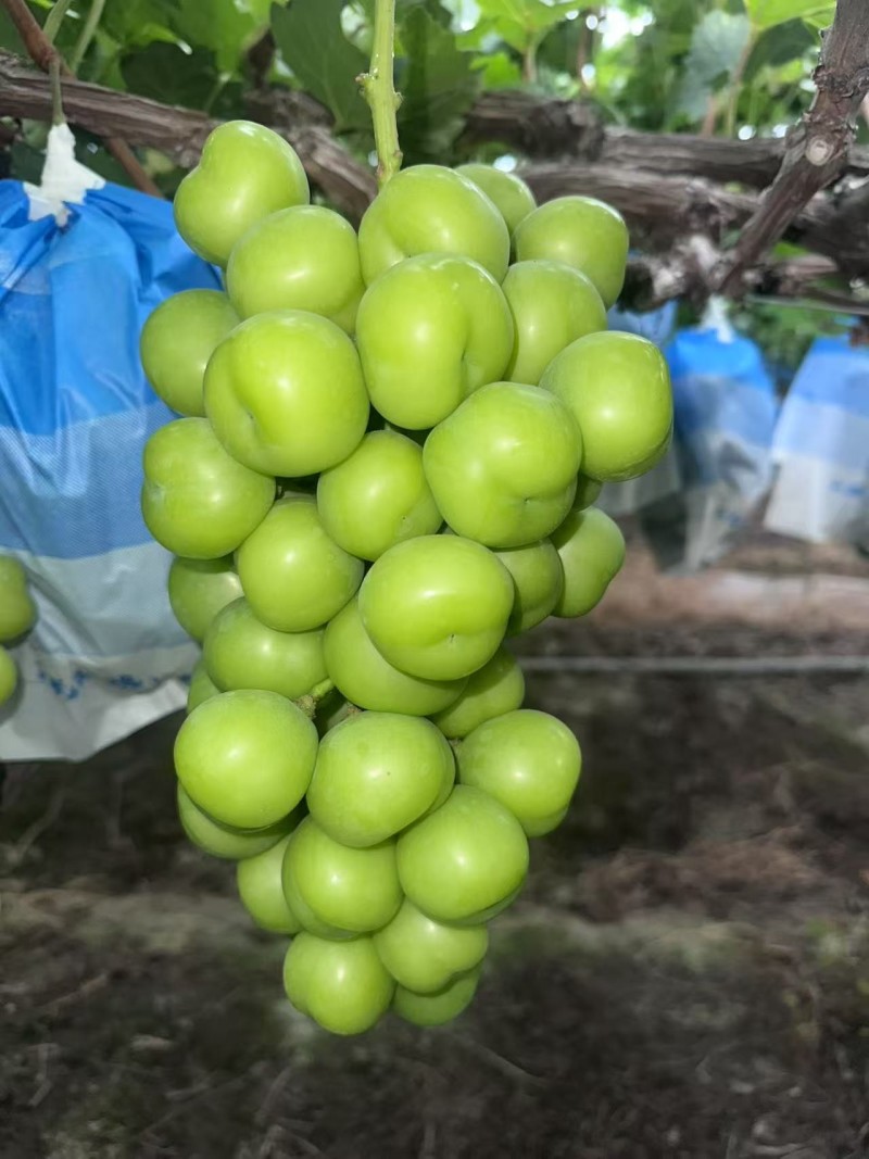 阳光玫瑰葡萄