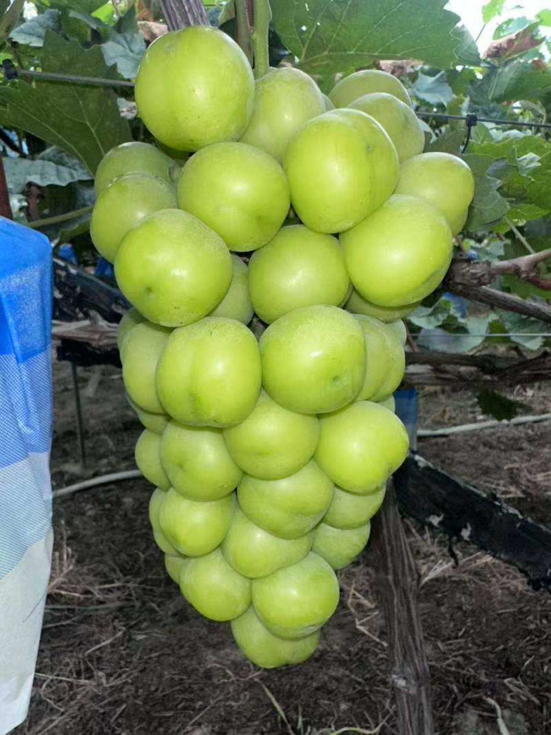 阳光玫瑰葡萄