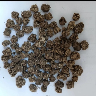 自家种植猫爪草