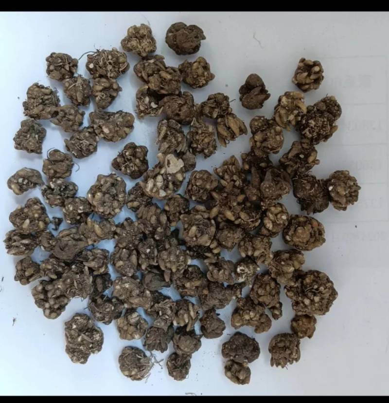 自家种植猫爪草