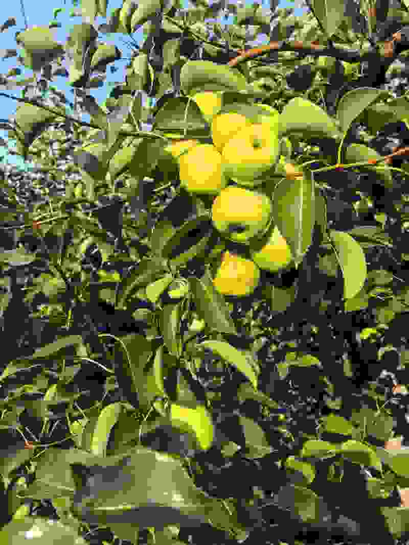 运城冰糖蜜梨