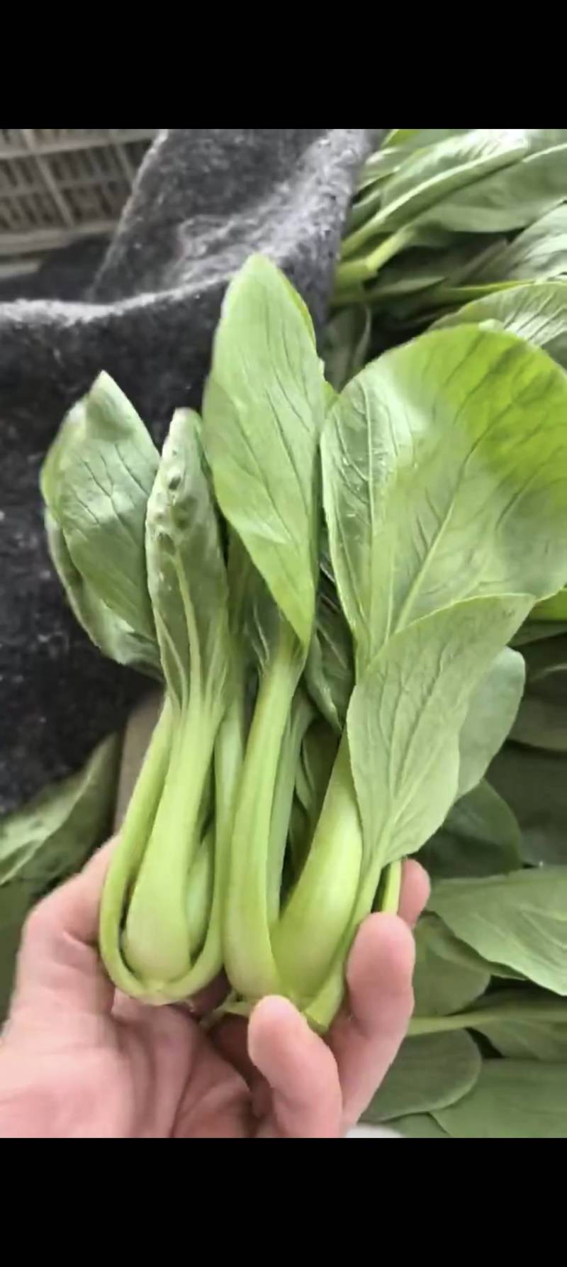 精品上海青