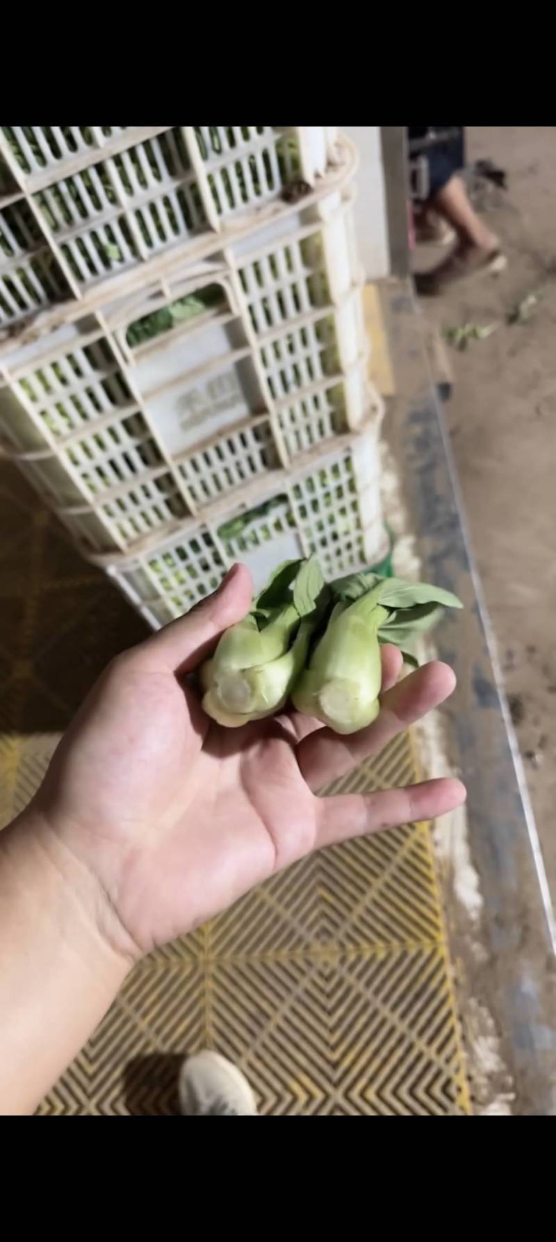 精品上海青