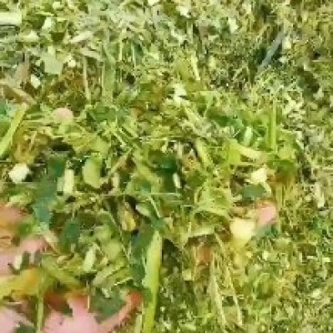 精品玉米秸秆草好价不高厂家直发